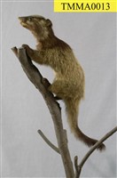 藏品(白鼻心)的圖片